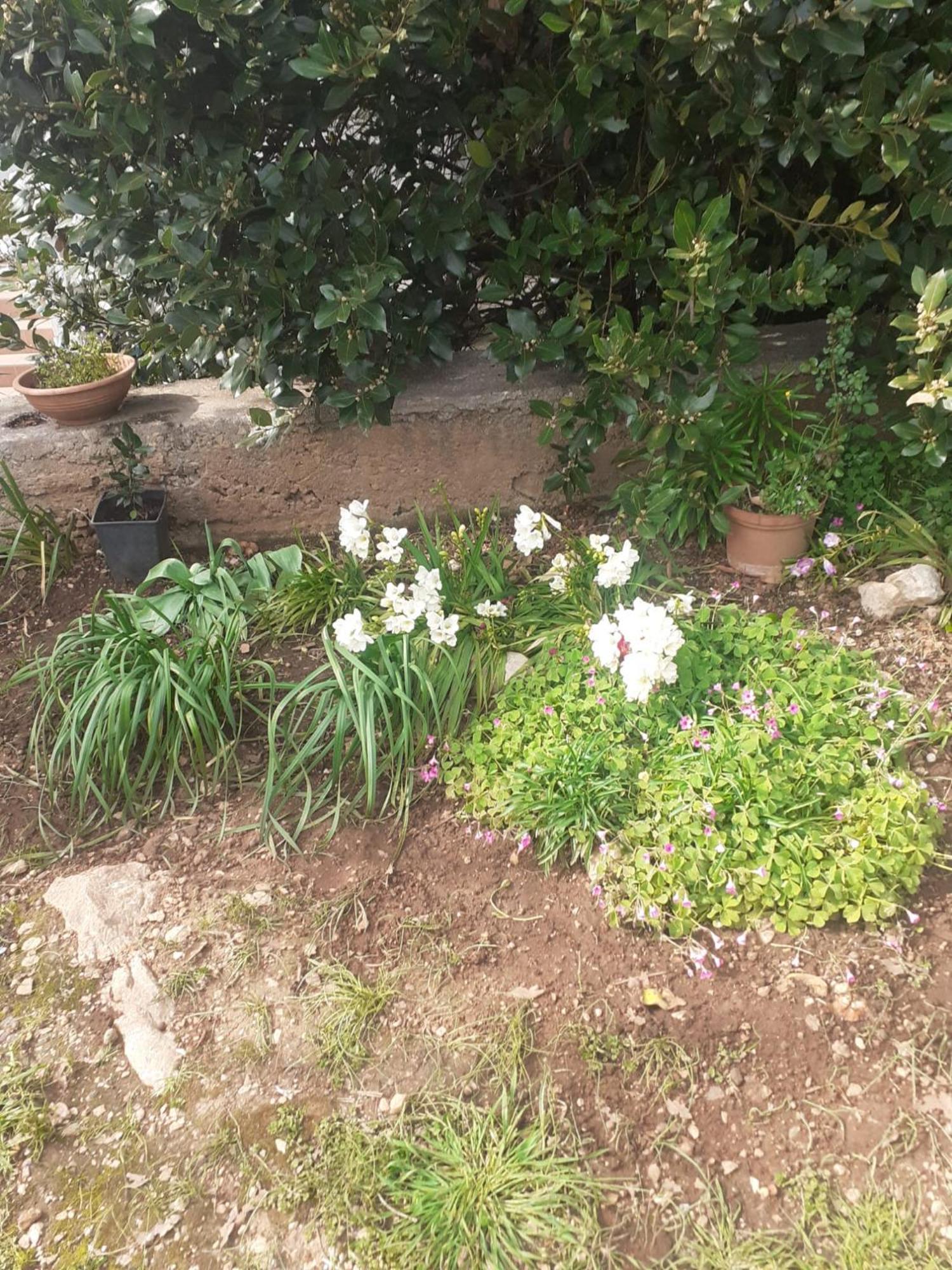 Raslina Apartman Sunce מראה חיצוני תמונה