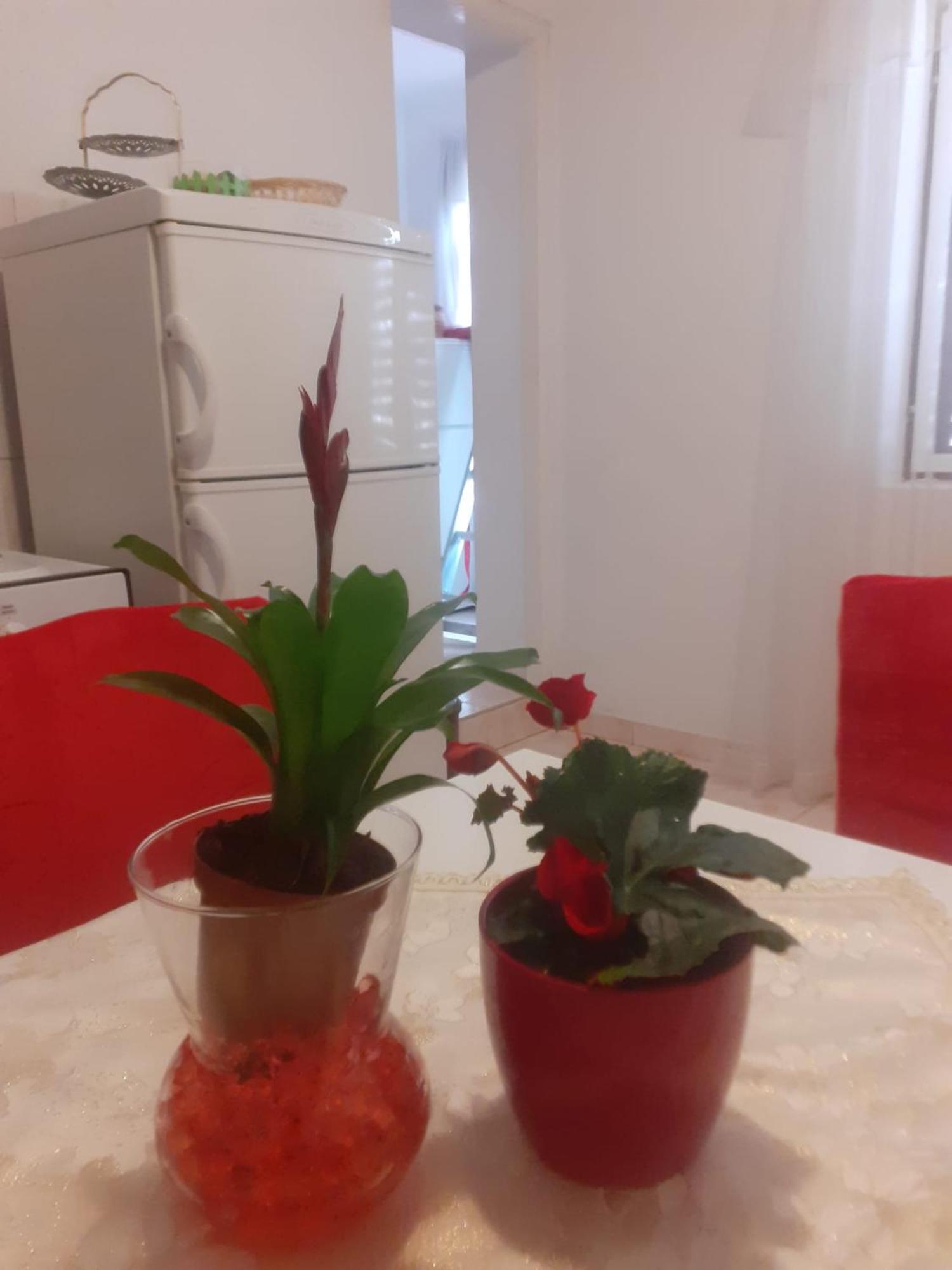 Raslina Apartman Sunce מראה חיצוני תמונה