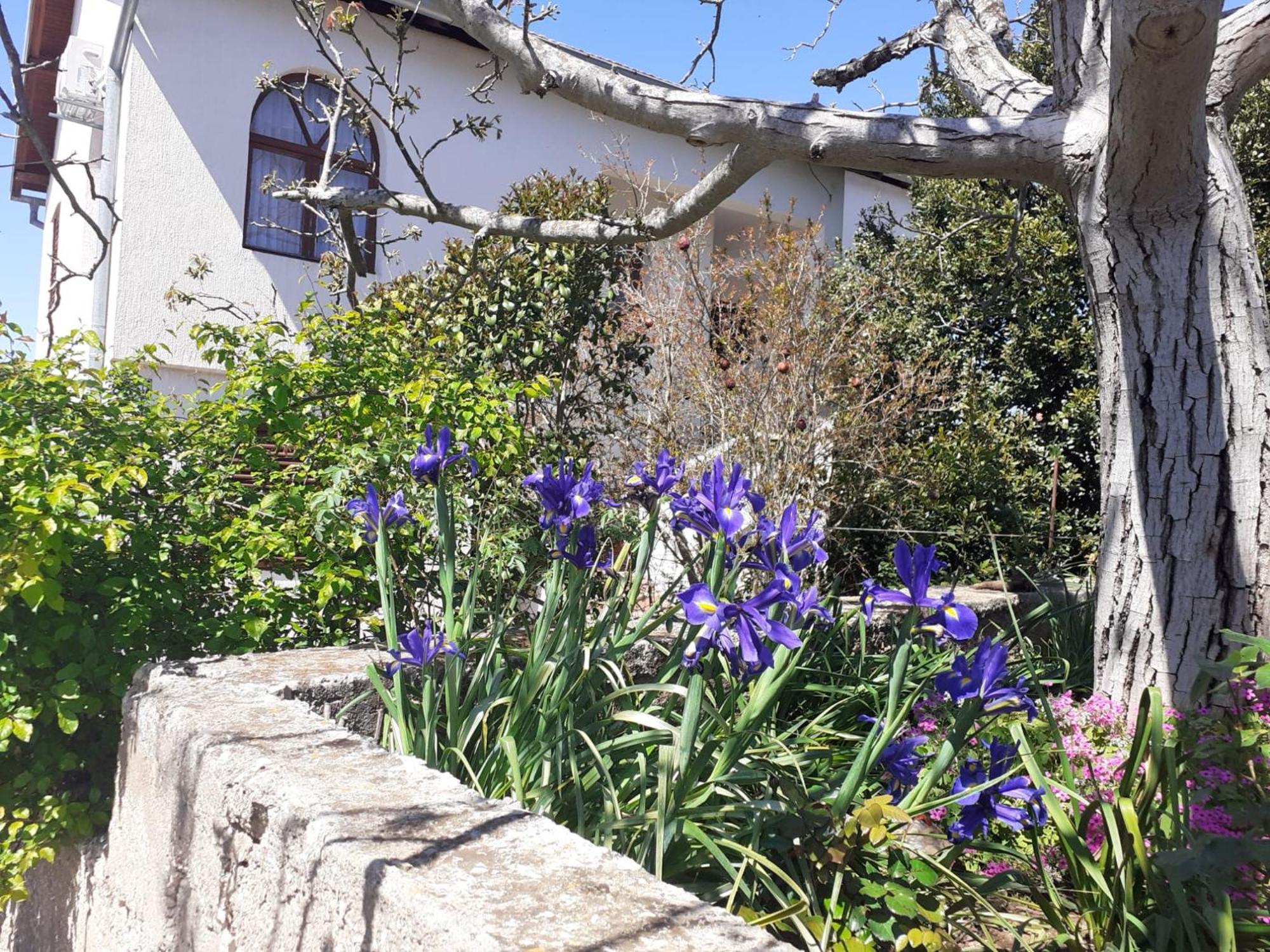 Raslina Apartman Sunce מראה חיצוני תמונה
